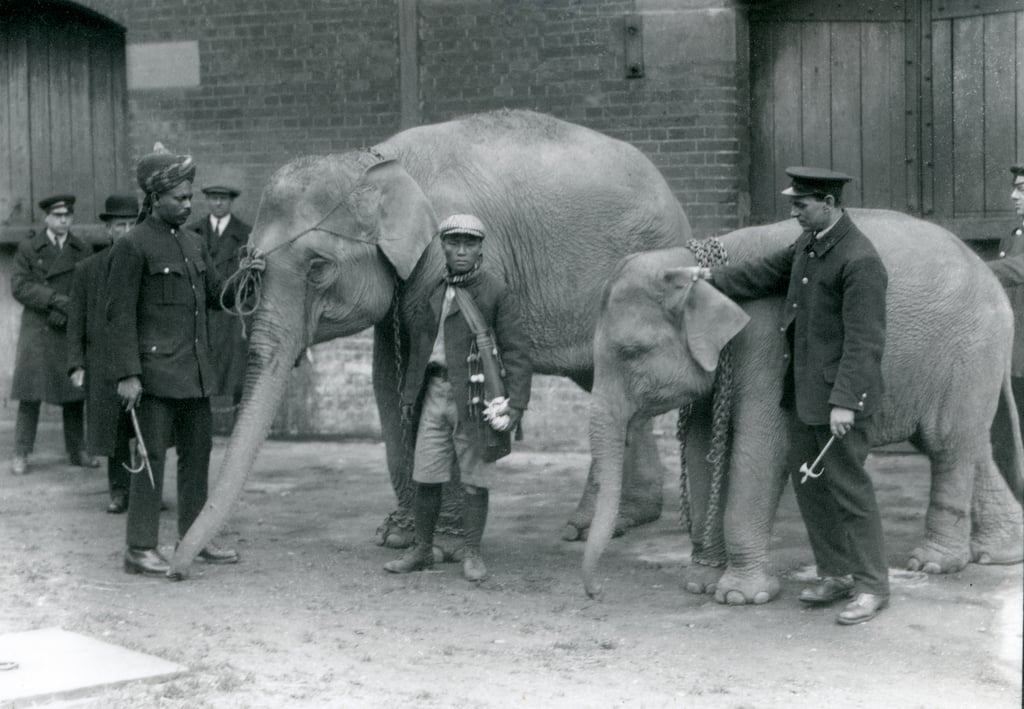 Burmese elephants with keeper, Jack Milbourne, Syed Ali (left) and San
